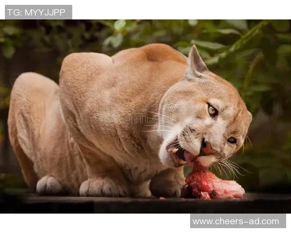 蒙特瑞与墨西哥老虎的巅峰对决谁能笑到最后